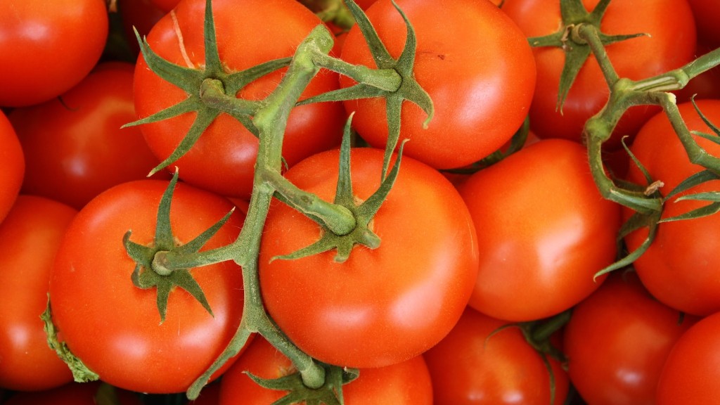 Как долго можно хранить свежие помидоры в морозильной камере